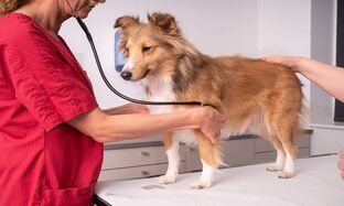 Neutered dog a comprehensive guide_preview.jpg