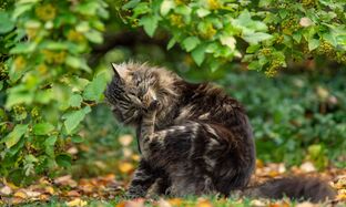 Cat Vaccines Guide EssentialFeline_preview.jpg