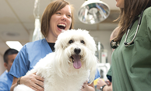 Вірбак Груп