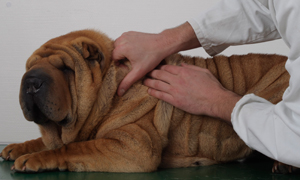 Як доглядати за шкірою вашого собаки