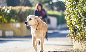 Існує більше, ніж один спосіб відрізати горіхи