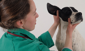 Навіщо потрібно перевіряти вуха мого улюбленця?