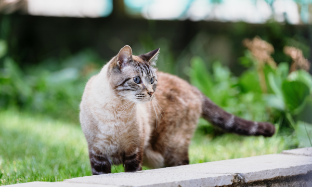 Хвороби котів похилого віку Хвороби котів похилого віку