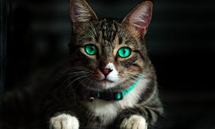 Поведінка щасливого кота