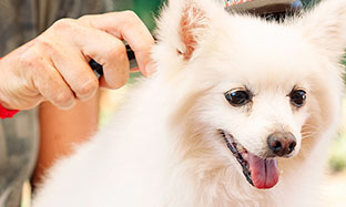 У мого собаки шкірна інфекція: що мені робити?