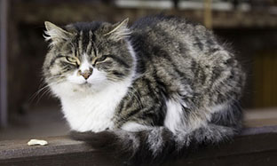 Які паразитарні захворювання передаються через укуси кліщів, бліх та інших комах?