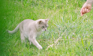 Важливість вакцинації собаки чи кота