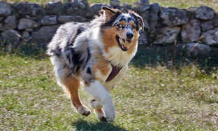 У мого собаки жирна шкіра і лупа: що робити?